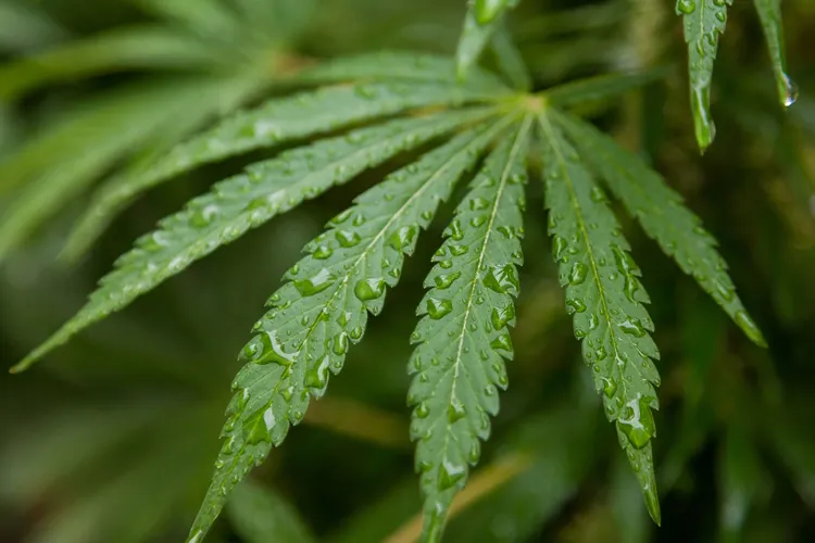 Cannabis plant